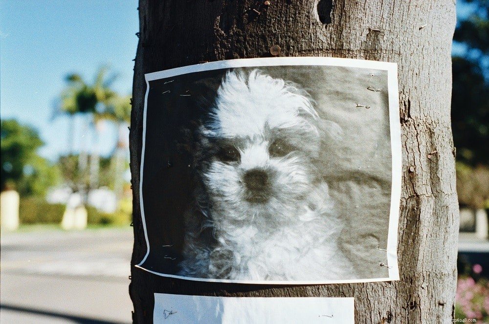 Hur man hittar en förlorad hund:Våra tips