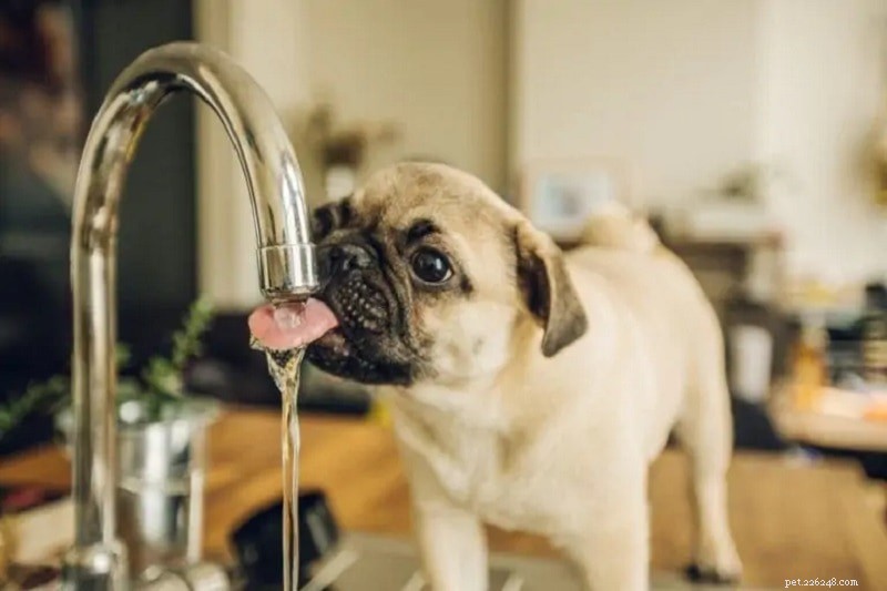 犬の脱水症状の10の一般的な兆候 