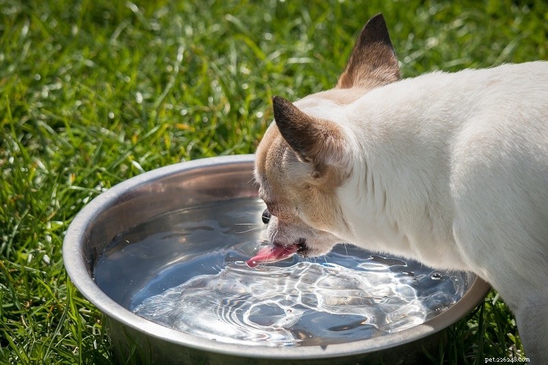 10 segni comuni di disidratazione nei cani