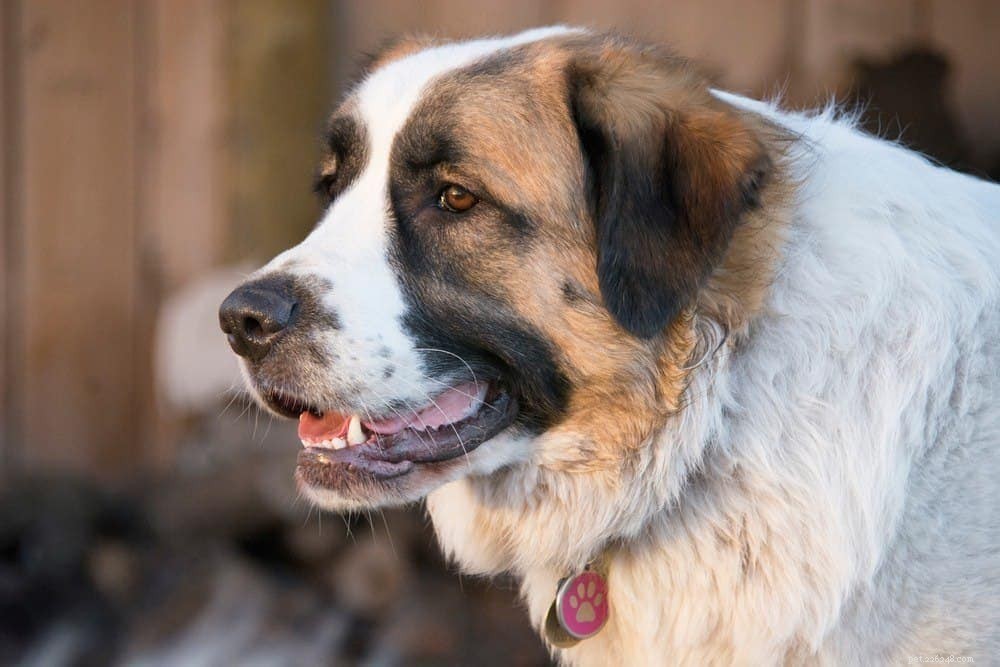 10 veelvoorkomende tekenen van uitdroging bij honden