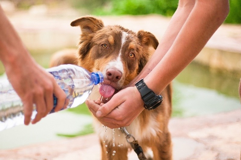 10 běžných příznaků dehydratace u psů