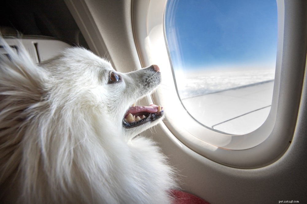 あなたの犬と一緒に飛ぶための10の空の旅のヒント 