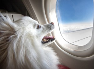 10 flygresorstips för att flyga med din hund
