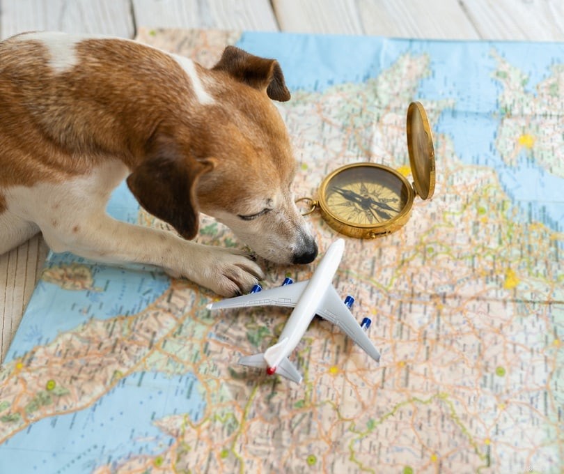 10 tipů pro cestování letadlem pro létání se psem