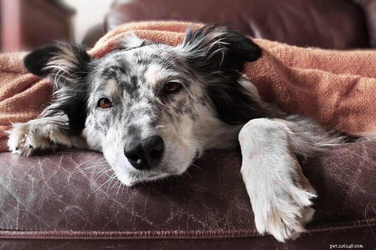 Alergie na psy:příčiny, příznaky a léčba