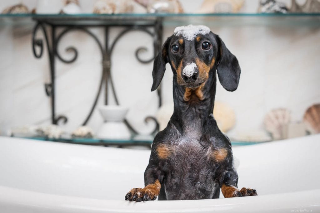 Hur du badar din hund:vår steg-för-steg-guide