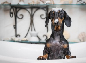 Hoe u uw hond moet wassen:onze stapsgewijze handleiding