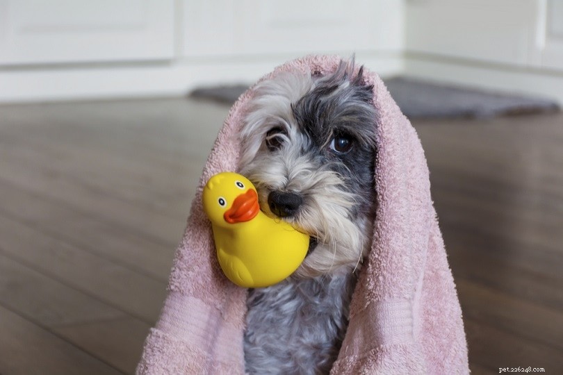 あなたの犬を入浴させる方法：私たちのステップバイステップガイド 