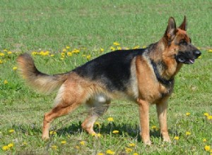 Дегенеративная миелопатия собак у собак