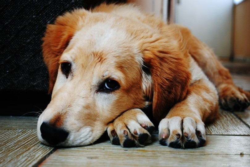 犬の犬の変性性脊髄症 