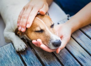 犬のジステンパー：原因、症状、治療 
