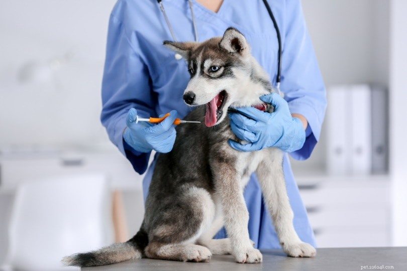 Cimurro nei cani:cause, sintomi e trattamento