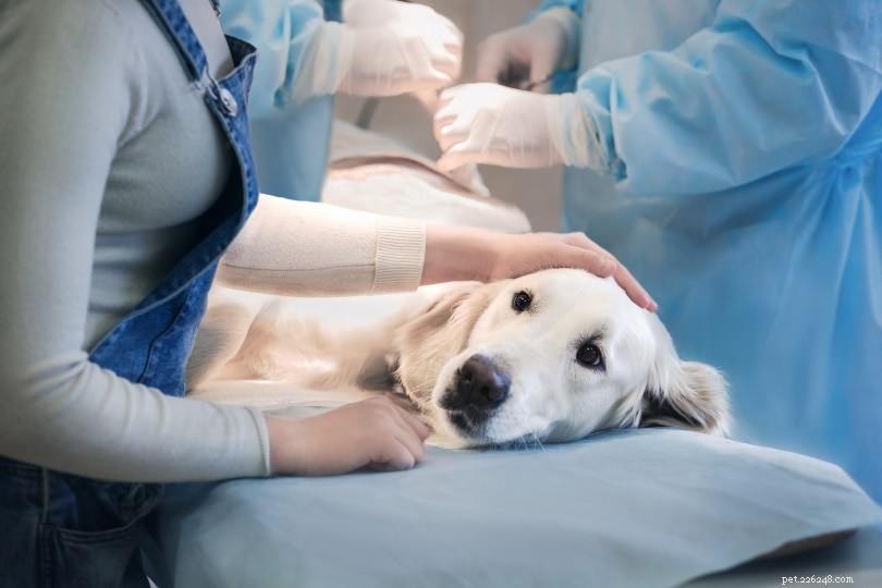 Destema u psů:Příčiny, příznaky a léčba