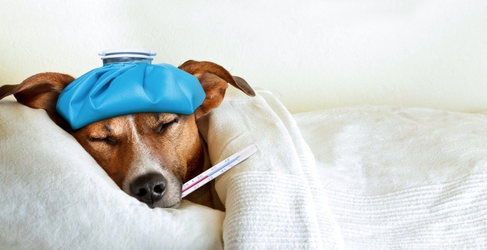 Parainfluenza canine chez le chien :causes, symptômes et traitements
