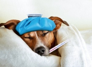 Parainfluensa hos hund hos hundar:orsaker, symtom och behandlingar