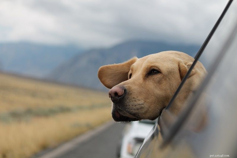 Bilresor med hundar – 10 enkla tips