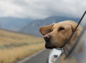 Viagem de carro com cães – 10 dicas fáceis