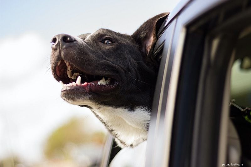 Cestování autem se psy – 10 snadných tipů