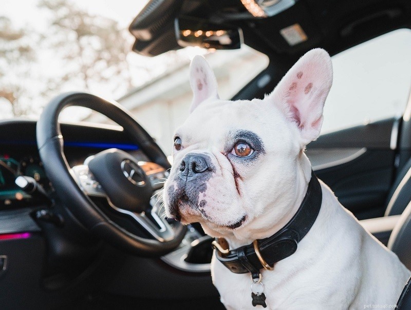 Bilresor med hundar – 10 enkla tips