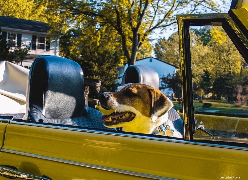 Путешествие с собакой в ​​машине – 10 простых советов