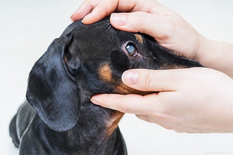 Cataractes chez le chien :symptômes et traitement