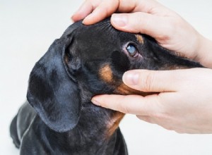 Grå starr hos hundar:symtom och behandling