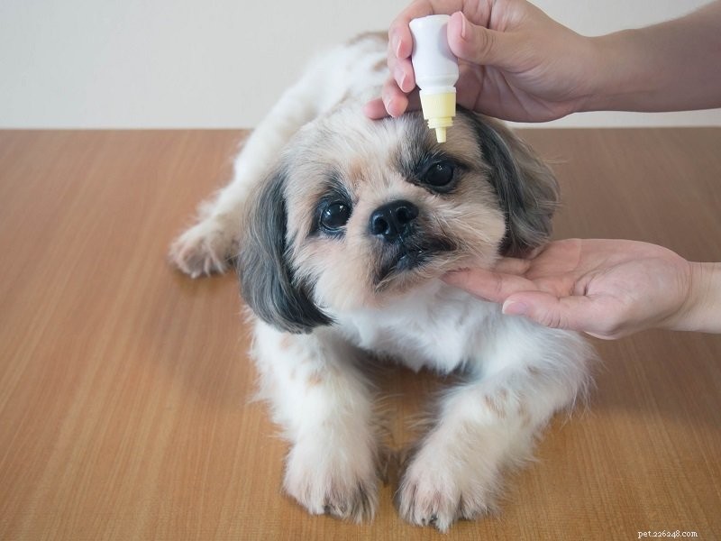 Катаракта у собак:симптомы и лечение