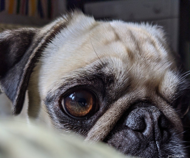 Grå starr hos hundar:symtom och behandling