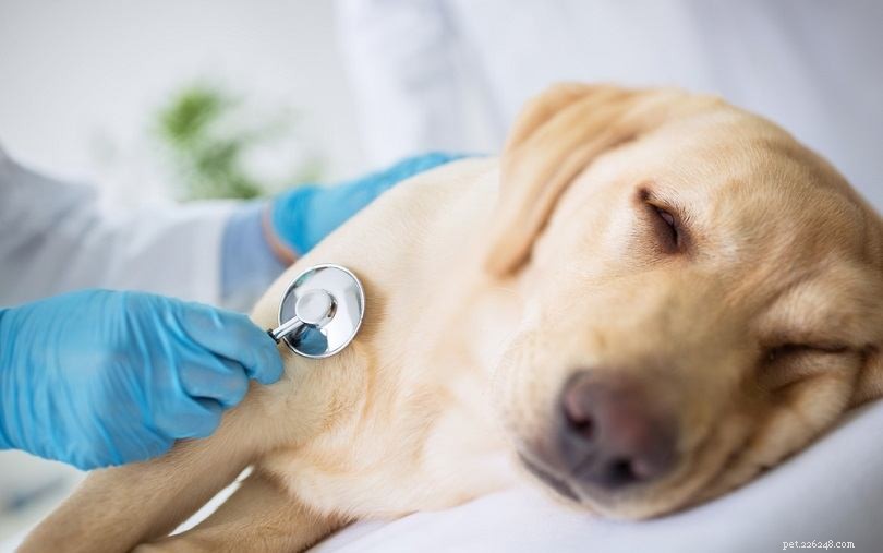 Epilepsie bij honden:typen, symptomen en informatie