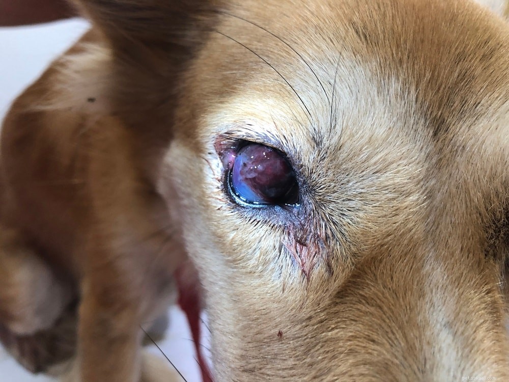 Běžné oční problémy u psů