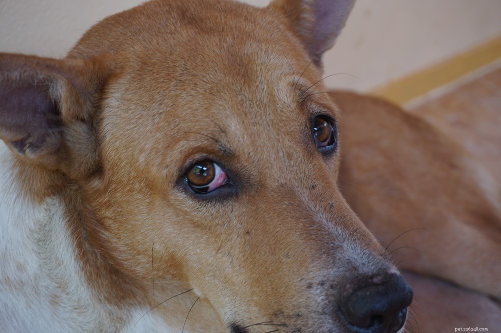 Распространенные проблемы с глазами у собак