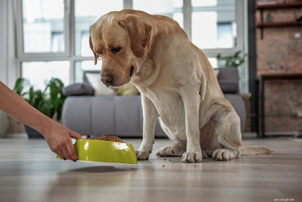 Potravinové alergie u psů:Příznaky a léčba