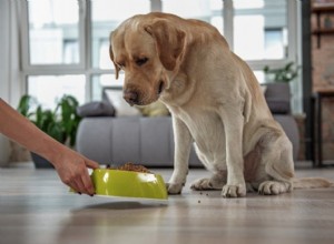 Foderallergier hos hundar:Symtom och behandlingar