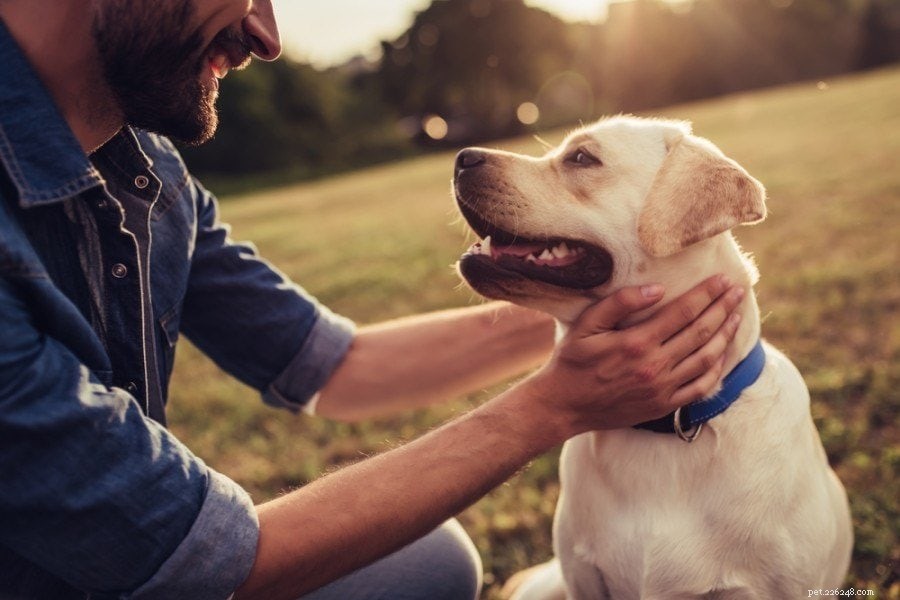 Hundsäkerhetstips:Hur du håller din valp säker!
