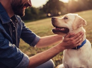 Hondenveiligheidstips:hoe u uw pup veilig kunt houden!