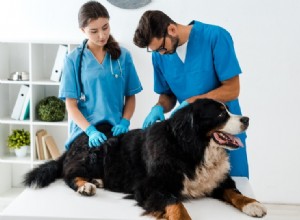 Routine di assistenza sanitaria per cani (19 semplici consigli e tabella di cura)