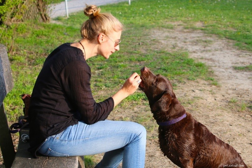 Rutiny péče o zdraví psa (19 jednoduchých tipů a schéma péče)