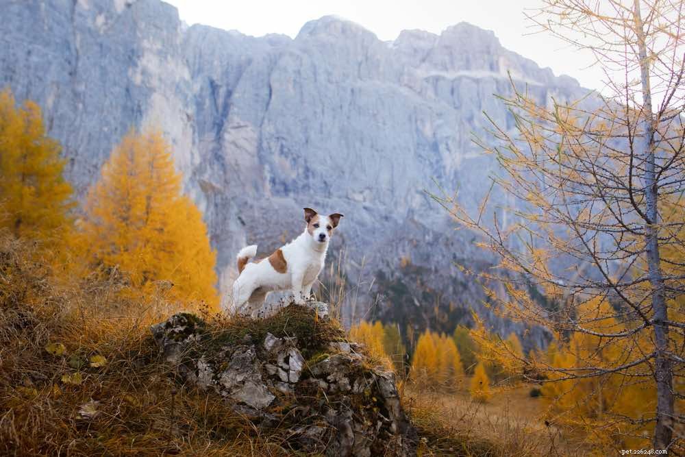 9 consigli sulla sicurezza per le escursioni con i cani