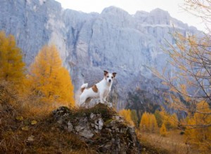 犬と一緒にハイキングするための9つの安全上のヒント 