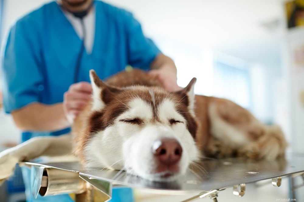 Dysplazie kyčle u psů:příznaky, prevence a léčba