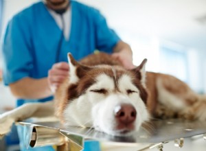Höftdysplasi hos hundar:symtom, förebyggande och behandling