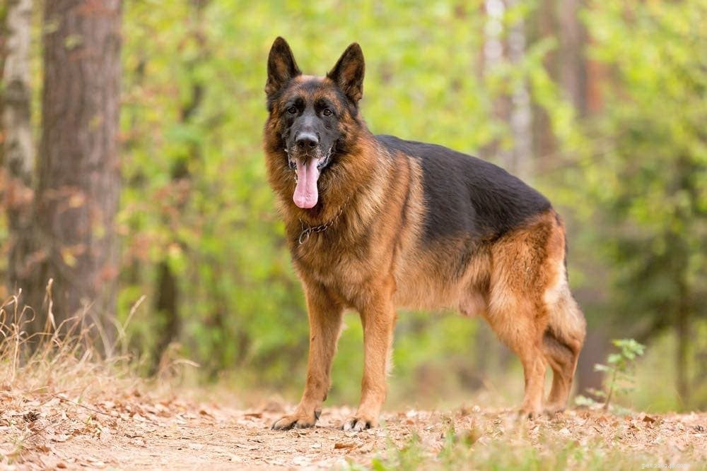Дисплазия тазобедренного сустава у собак:симптомы, профилактика и лечение