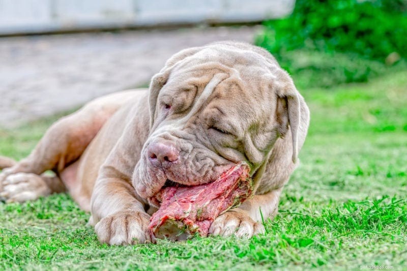 Protein för hundar:How Much is Too Much?