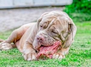Proteína para cães:quanto é demais?