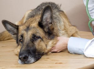 Exokrin pankreasinsufficiens hos hundar