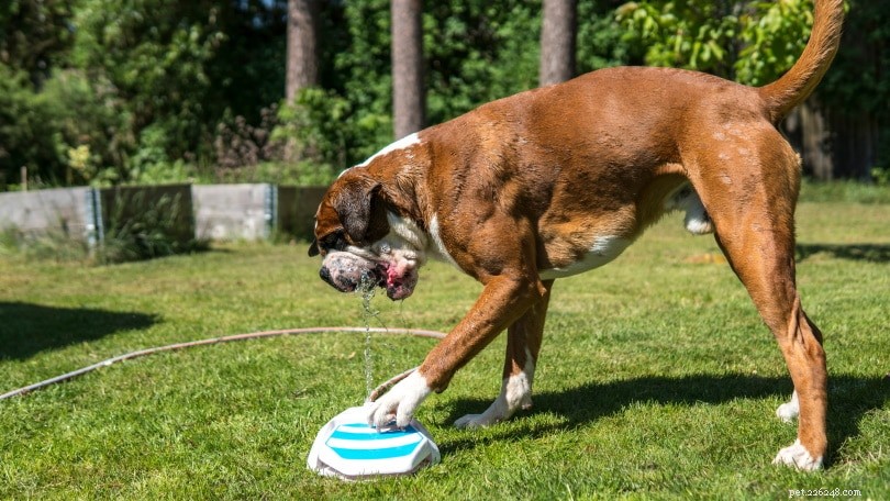 12 problemi e problemi di salute estivi comuni nei cani