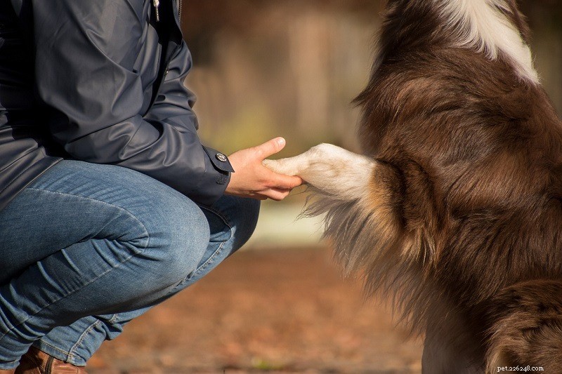 강아지의 손톱을 안전하게 자르는 방법:팁 및 조언