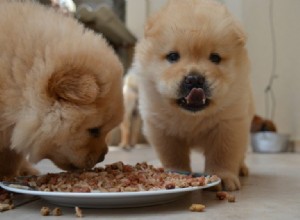 Voedingsverzorging voor honden:essentiële voedingsstoffen die uw hond nodig heeft