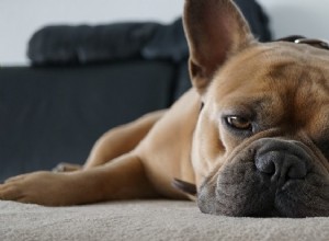 Ringorm hos hundar:symtom, behandling och förebyggande