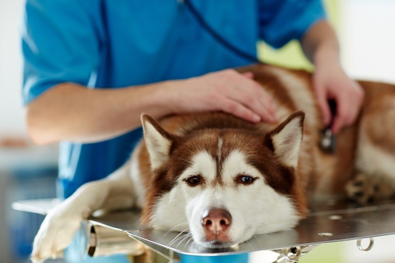Стригущий лишай у собак:симптомы, лечение и профилактика